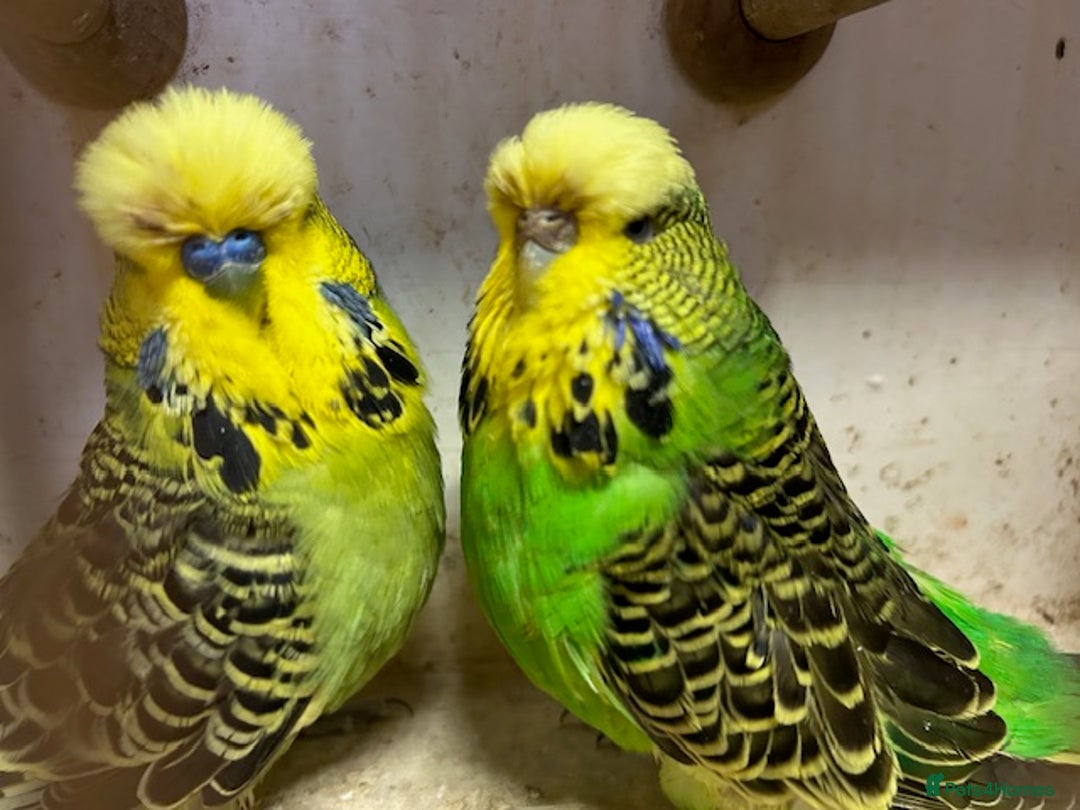 Budgerigars birds for sale: Budgies for sale, all in good health - Advert 1