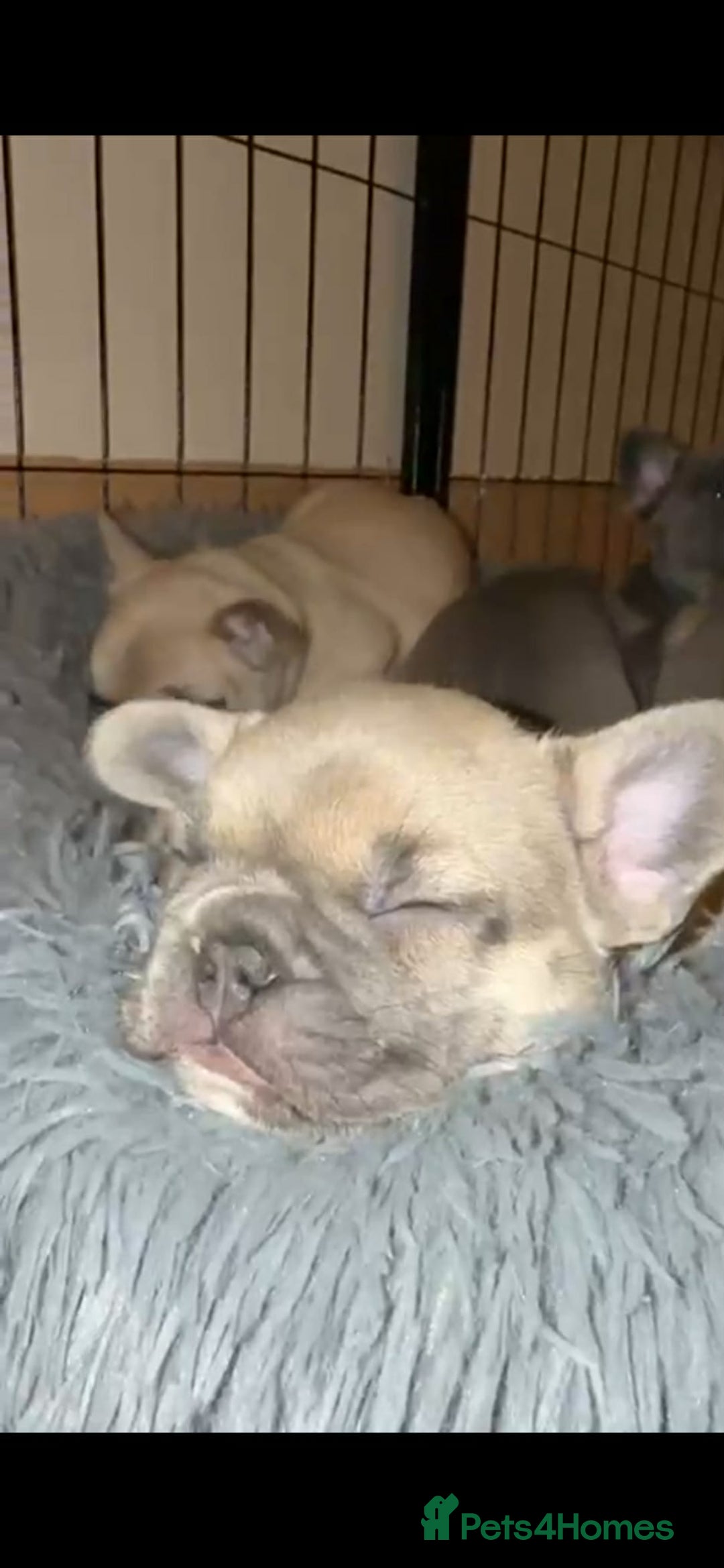 French Bulldog dogs for sale: French bulldog puppies - Advert 10