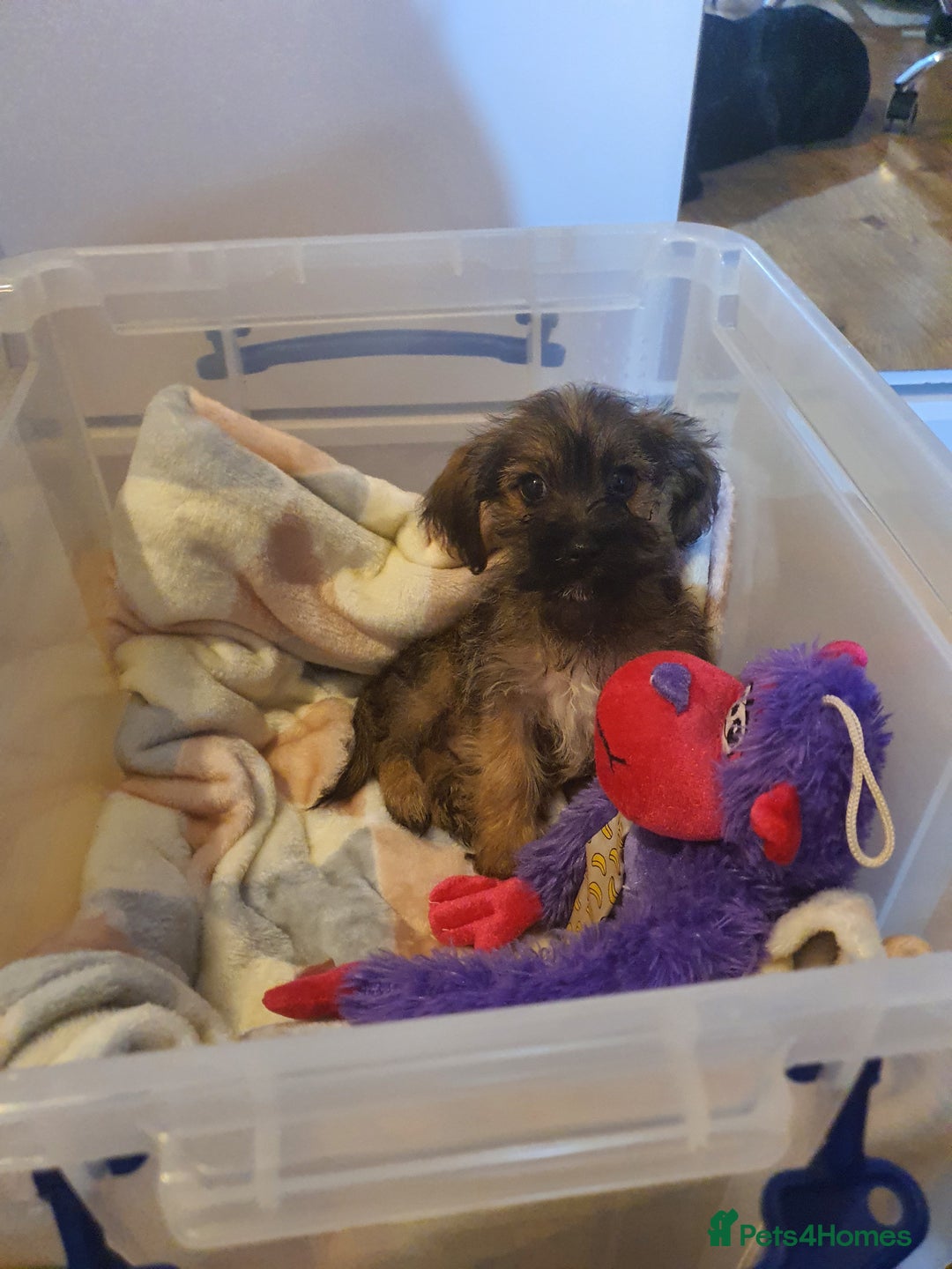 Mixed Breed dogs for sale: Chihuahua x boy - Image 9