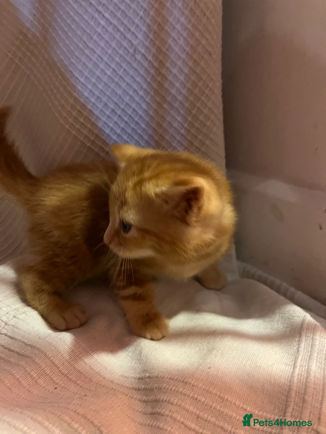 Mixed Breed cats for sale: Beautiful ginger kittens  - Advert 8