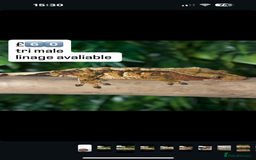 Gecko reptiles for sale: CRESTED GECKOS - Image 2