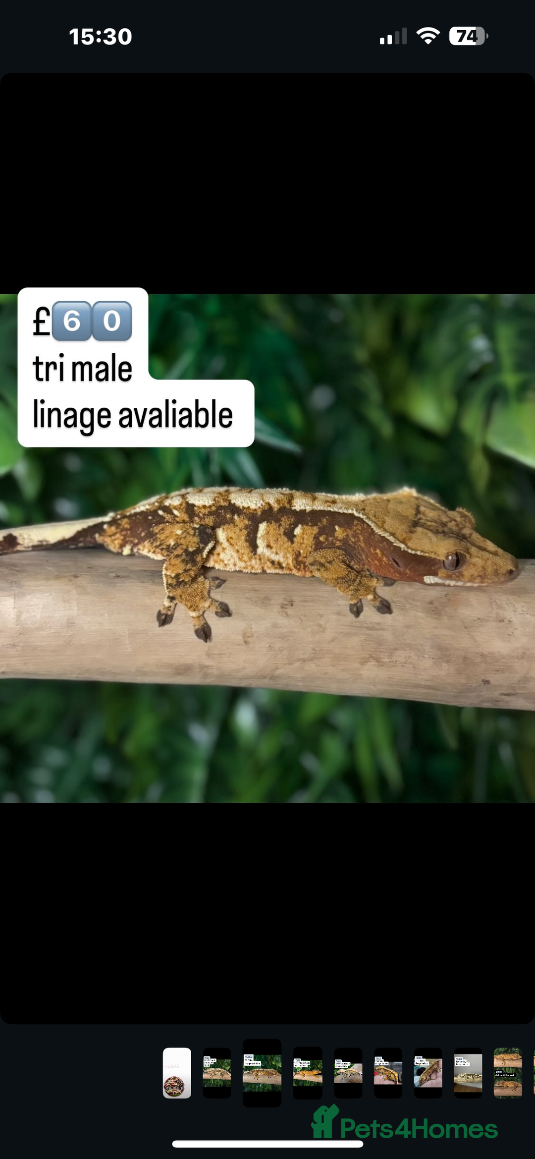 Gecko reptiles for sale: CRESTED GECKOS - Image 2