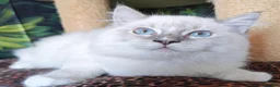 Ragdoll cats for sale: GCCF REGISTERED RAGDOLL BOYS  - Advert 11