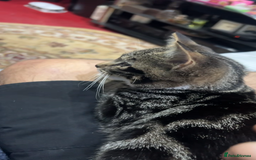 Mixed Breed cats for sale: Beautiful Female Kitten  - Image 2