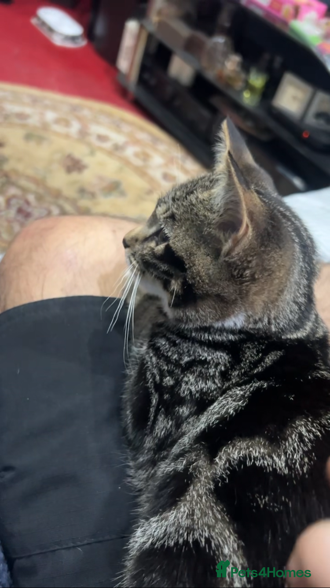 Mixed Breed cats for sale: Beautiful Female Kitten  - Image 2