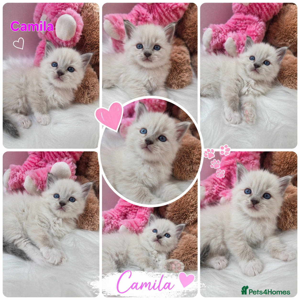 Ragdoll cats 😻Beautiful GCCF Registered Ragdoll Kittens😻 - Advert 1