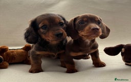 Miniature Dachshund dogs for sale: Gorgeous rainbow litter of miniature dachshund’  - Image 5