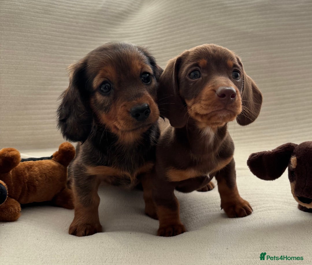 Miniature Dachshund dogs for sale: Gorgeous rainbow litter of miniature dachshund’  - Image 5