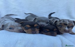 Jack Russell dogs for sale: Stunning Jack Russell Puppies  - Image 1