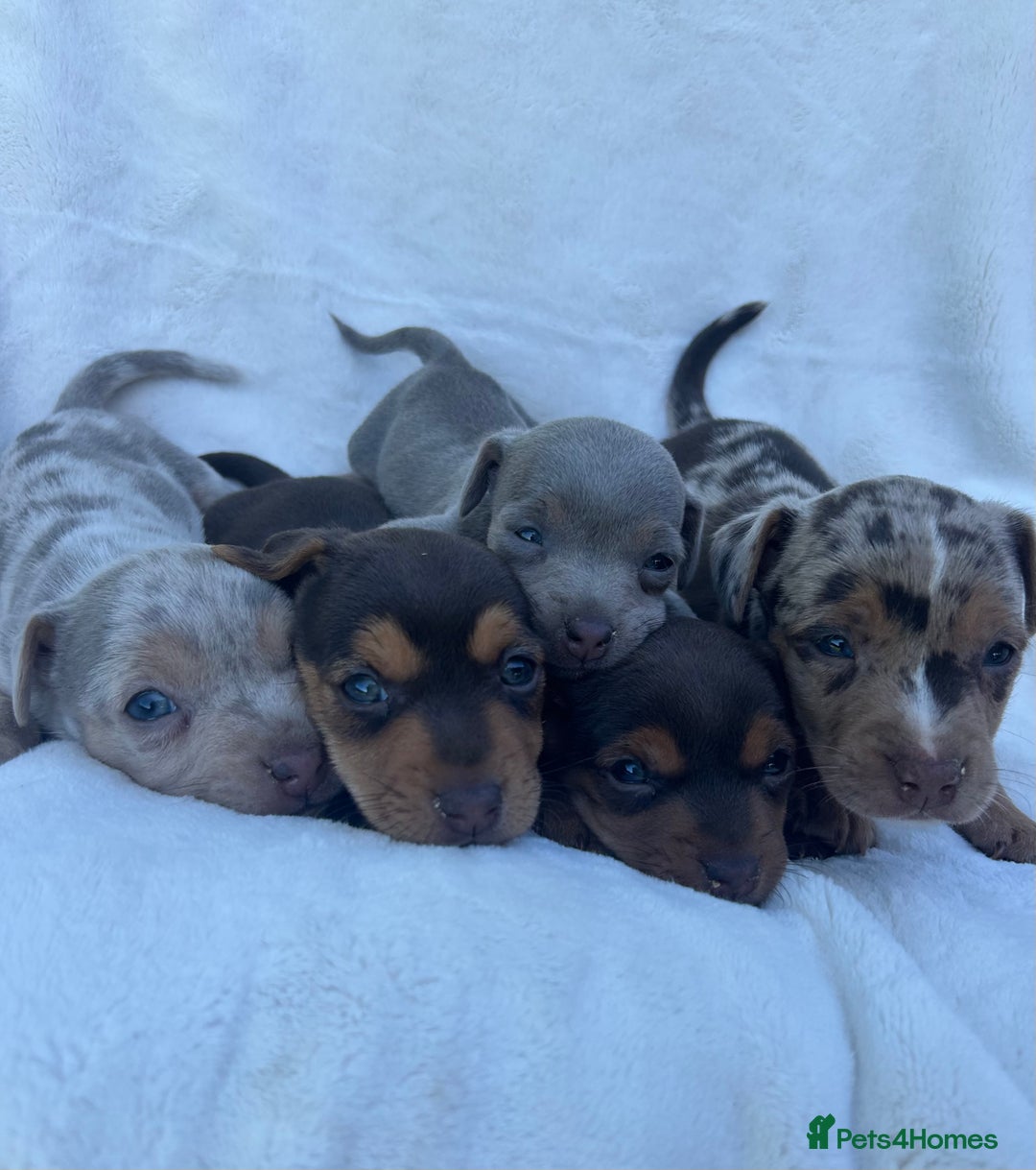 Jack Russell dogs for sale: Stunning Jack Russell Puppies  - Image 1