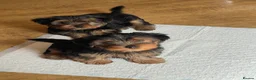 Yorkshire Terrier dogs for sale: Gorgeous Yorkshire Terriers for sale. - Advert 5