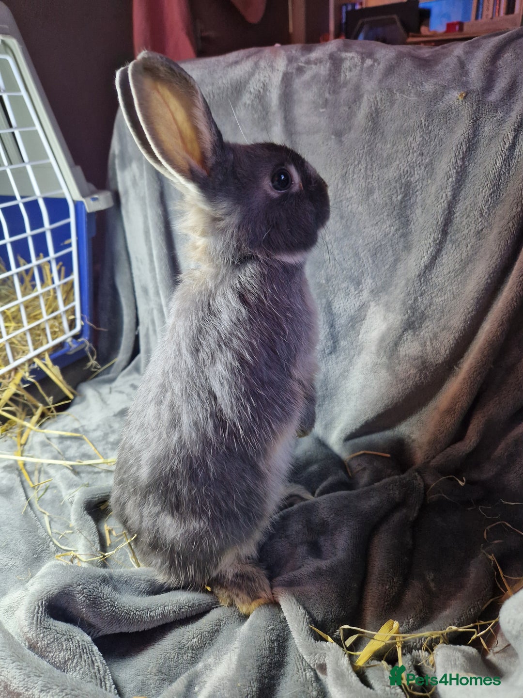 Mixed Breed rabbits for sale: Handsome young lilac otter bunny boy - Image 5