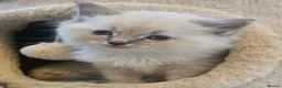 Ragdoll cats for sale: Stunning ragdoll kittens - Advert 11