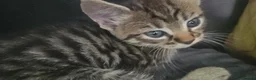 Mixed Breed cats for sale: Mix breed kittens mum is bengal cross - Advert 37