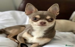 Chihuahua dogs for sale: Beautiful chihuahua pups - Image 20