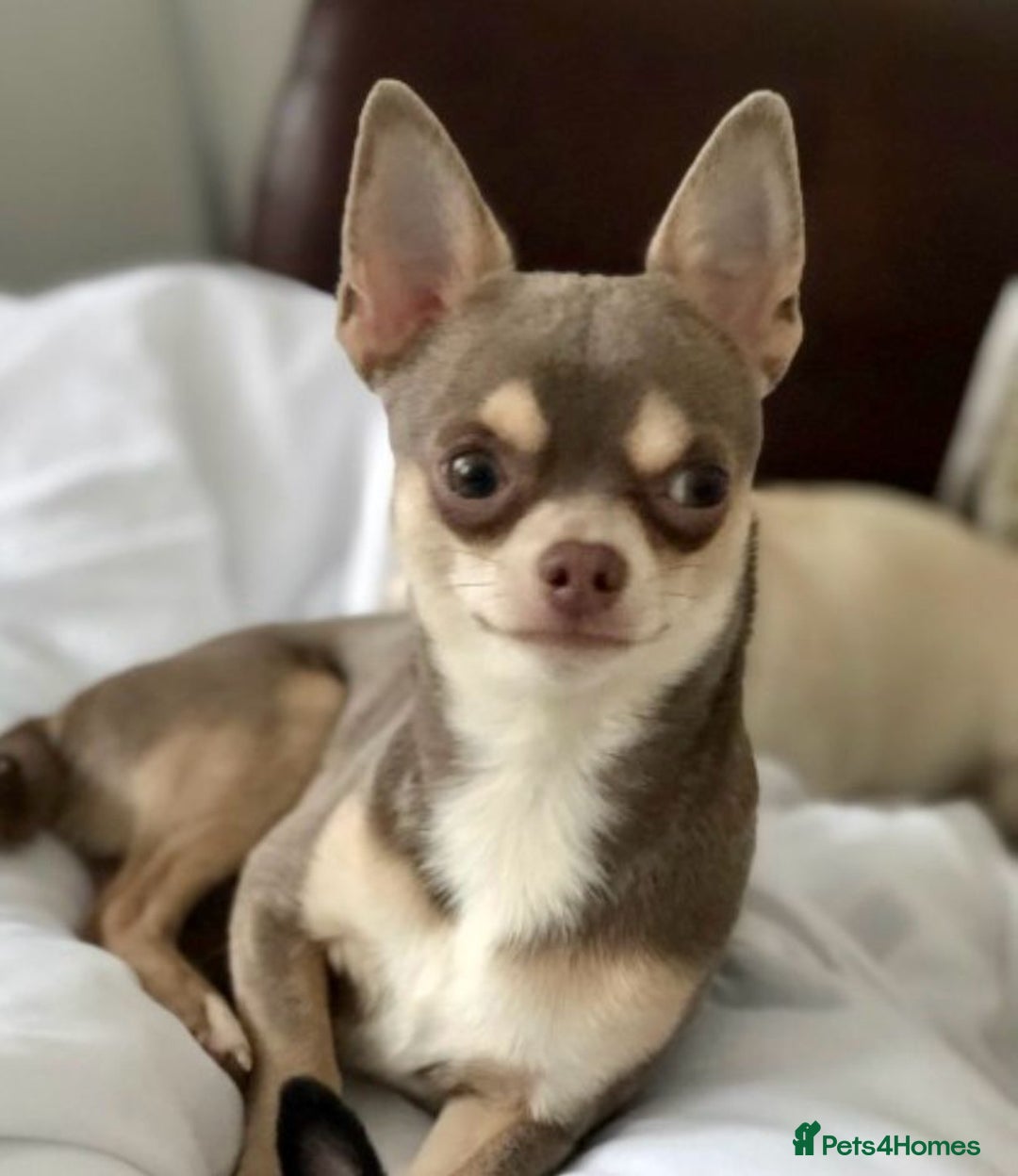 Chihuahua dogs for sale: Beautiful chihuahua pups - Image 20