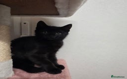 Mixed Breed cats for sale:  mixed stunning litter - Image 1