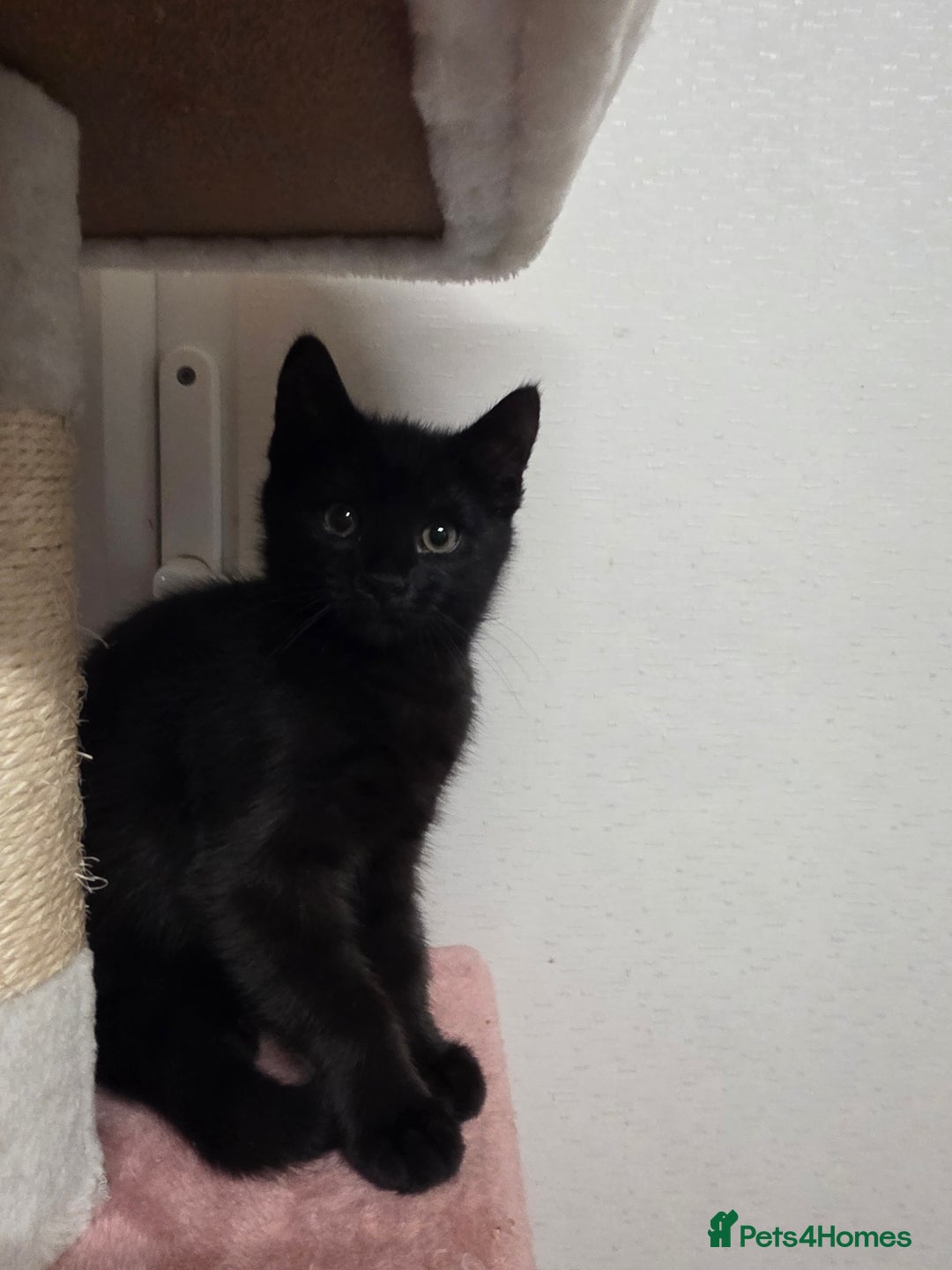 Mixed Breed cats for sale:  mixed stunning litter - Image 1