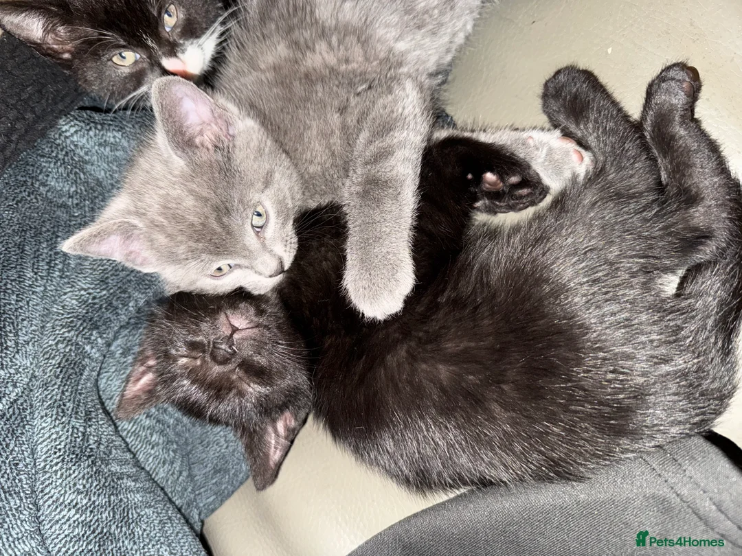 Mixed Breed cats for sale: Beautiful and super friendly mixed kittens - Advert 6