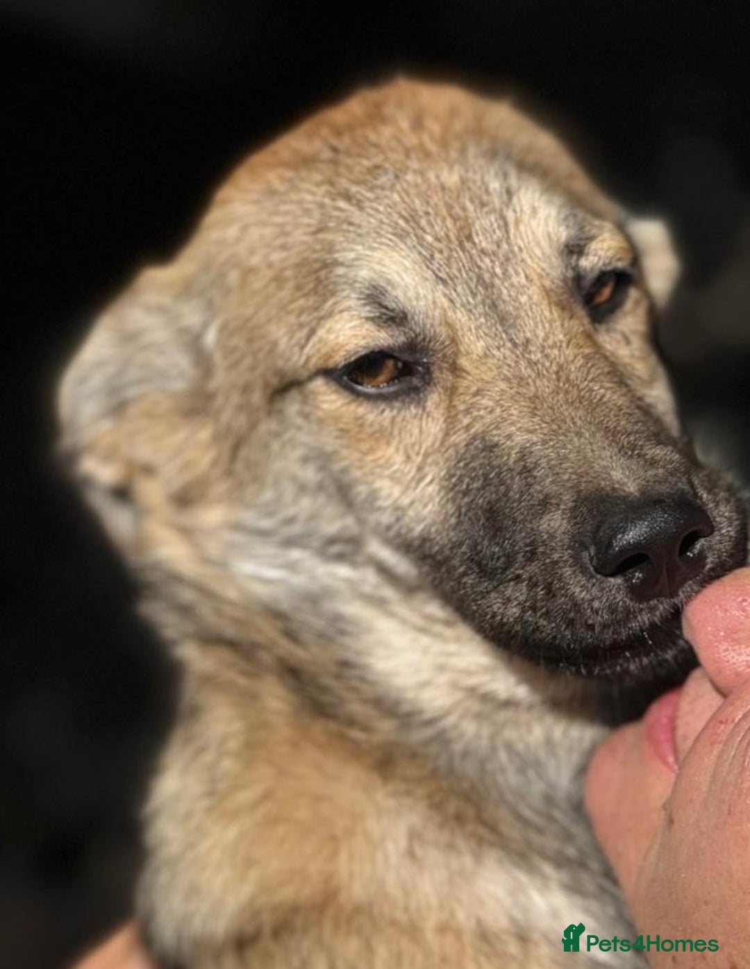 Mixed Breed dogs for adoption: EVIE - a Beautiful & Kind Girl, for a Loving Home - Image 16