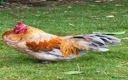Chickens poultry for sale: 4 VERY HANDSOME HAND REARED SILKY MIX COCKERELS  - Image 9