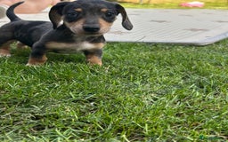 Miniature Dachshund dogs for sale: Minature dachshunds for sale! LAST 2!READY TO GO! - Image 3