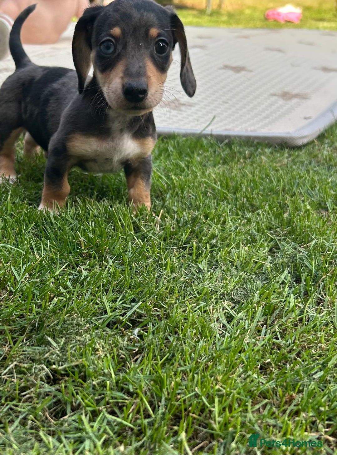 Miniature Dachshund dogs for sale: Minature dachshunds for sale! LAST 2!READY TO GO! - Image 3