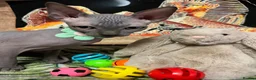 Sphynx cats for sale: Sphynx kittens✨ - Advert 3