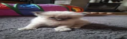 Ragdoll cats for sale: 2 Ragdoll kittens for sales - Advert 2