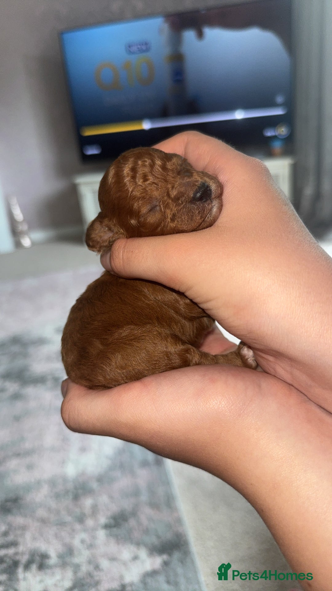 Toy Poodle dogs for sale: Toy poodles deep red. 2 - Image 6
