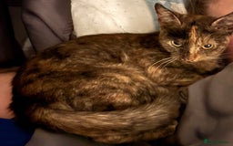 Mixed Breed cats for sale: Two beautiful kittens ready for a new home  - Image 2