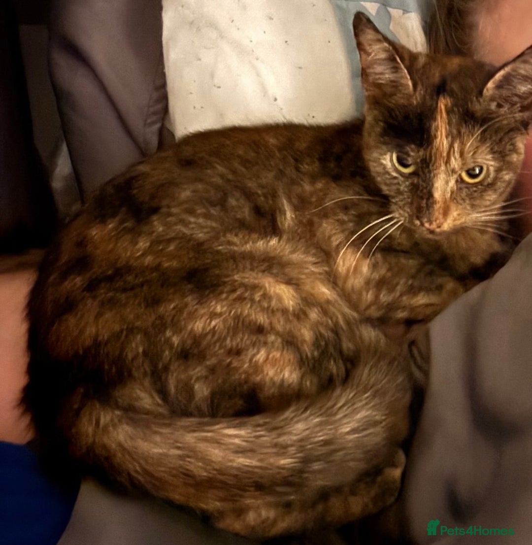 Mixed Breed cats for sale: Two beautiful kittens ready for a new home  - Image 2