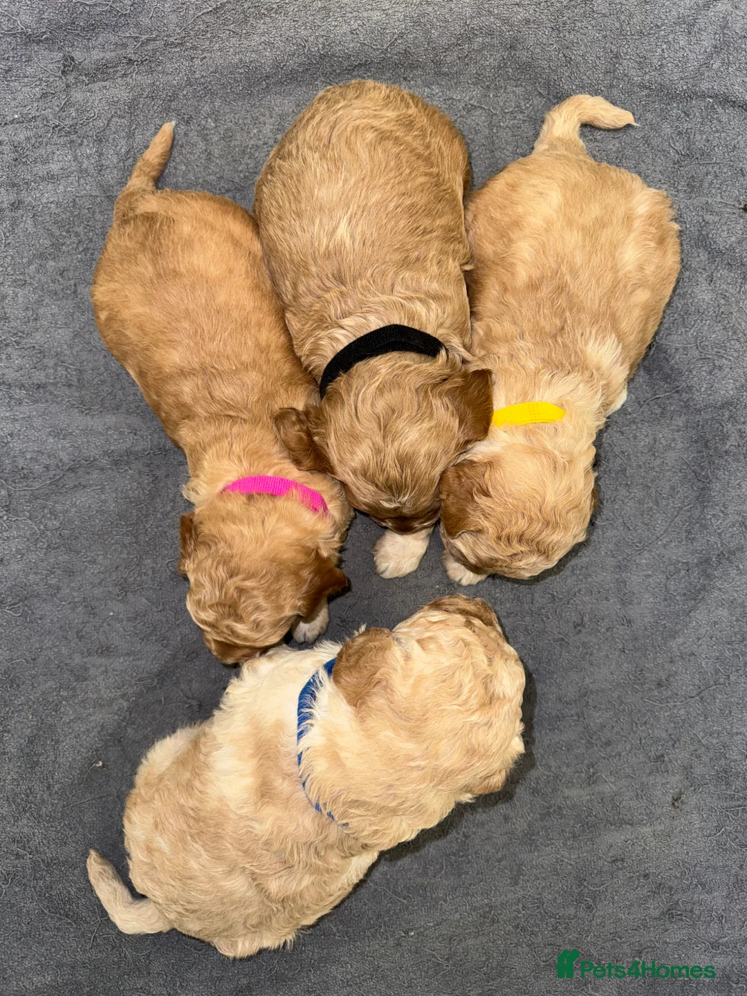 Cockapoo dogs for sale: Beautiful Fully Health Tested Cockapoos  - Advert 1