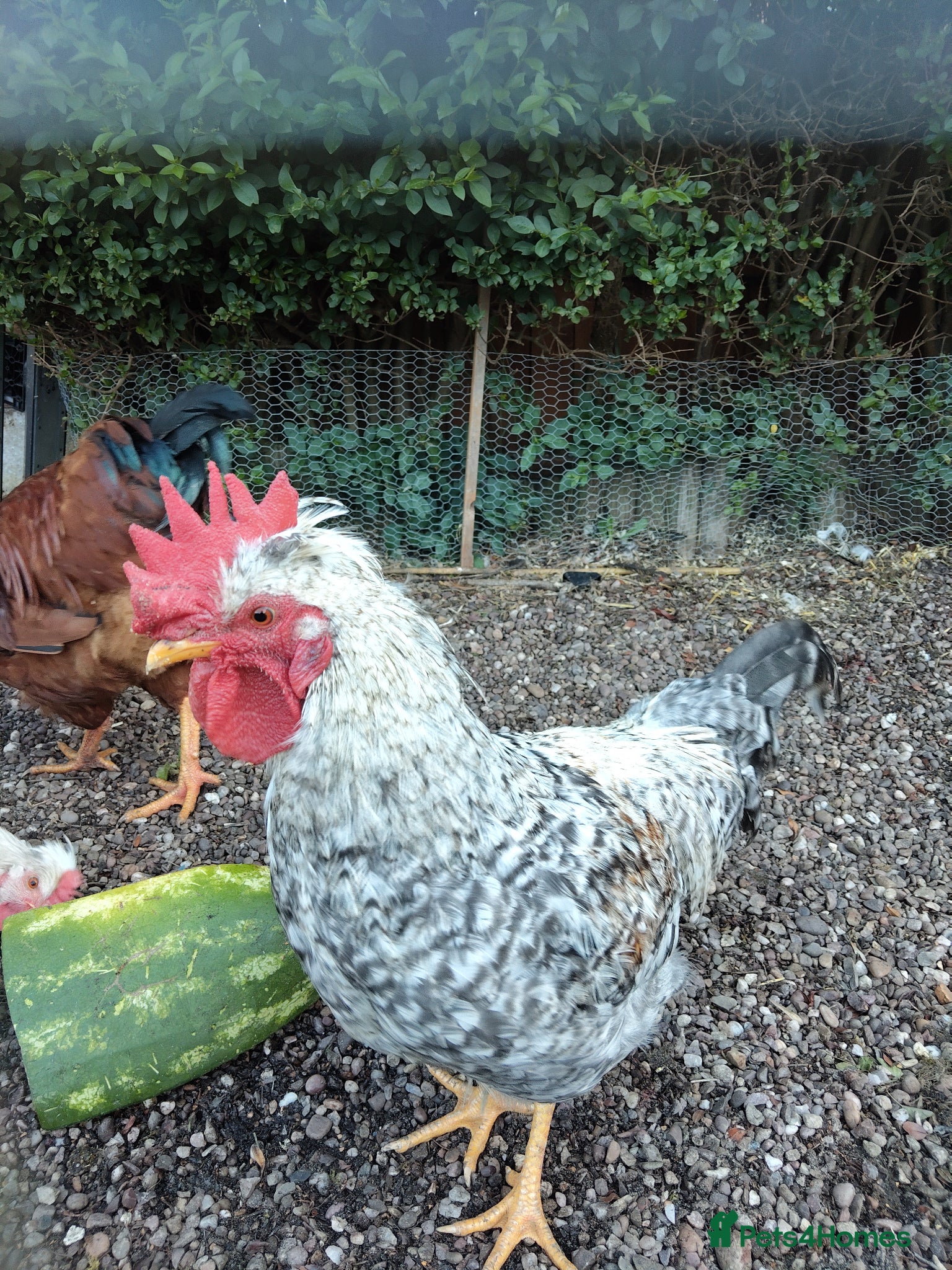 Chickens poultry Cream legbar rooster  - Advert 1