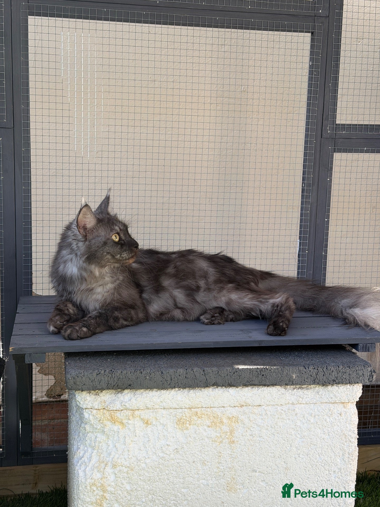 Maine Coon cats Stunning Black Smoke Boy Available Again - Advert 2