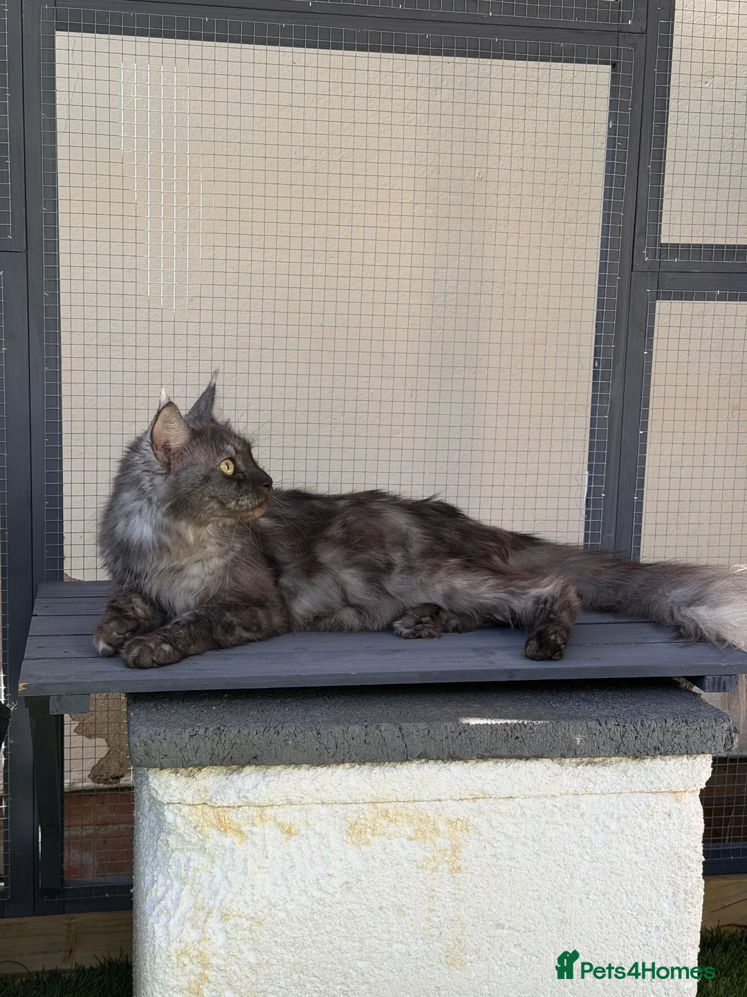 Maine Coon cats for sale: Stunning Black Smoke Boy Available Again - Advert 2