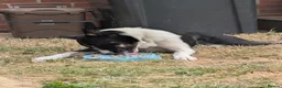 Border Collie dogs for sale: Looking For A New Home For Jack  in Derby - Advert 7