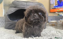 Shih Tzu dogs for sale: Gorgeous Puppies Ready Now - Image 7