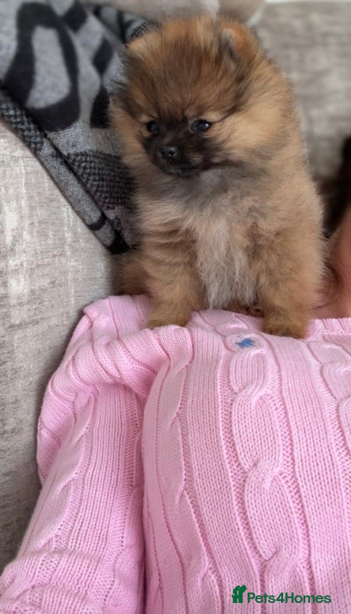 Pomeranian dogs for sale: 1 pom girl available  - Advert 4