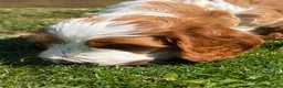 Sproodle dogs for sale: Sproodle f1b  - Advert 6