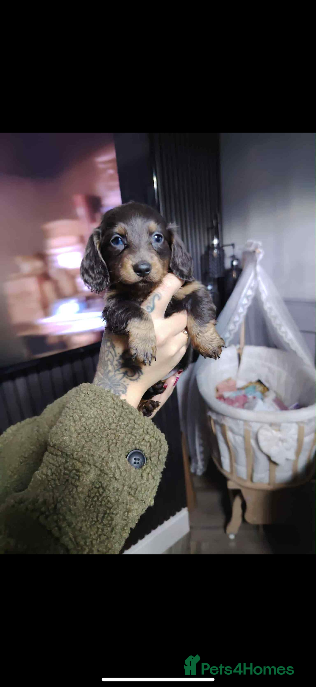 Miniature Dachshund dogs for sale: Beautiful miniature dachshunds for sale - Image 6