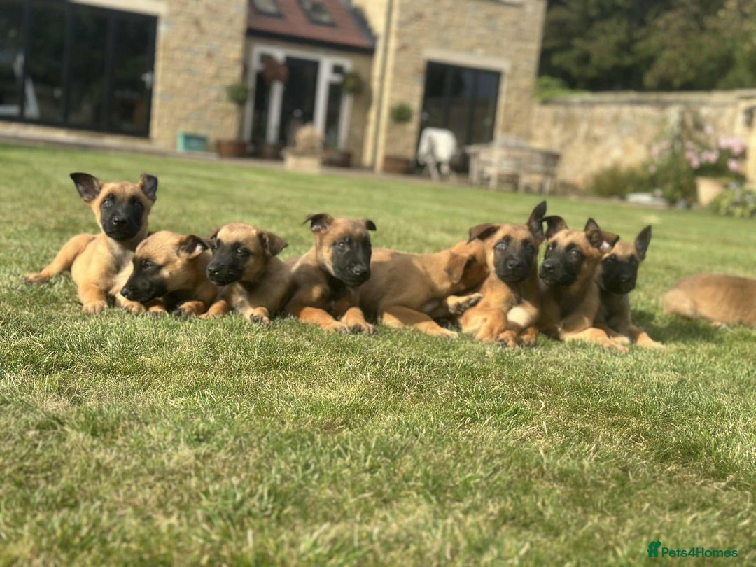 Belgian Shepherd Dog dogs for sale: KC registered Belgian Malinois Puppies - Image 1
