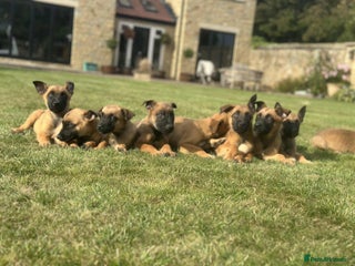 Belgian Shepherd Dog dogs - Advert 18