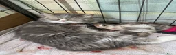 Exotic cats for sale: 2 Exotic kittens both fluffy male and female  - Advert 24