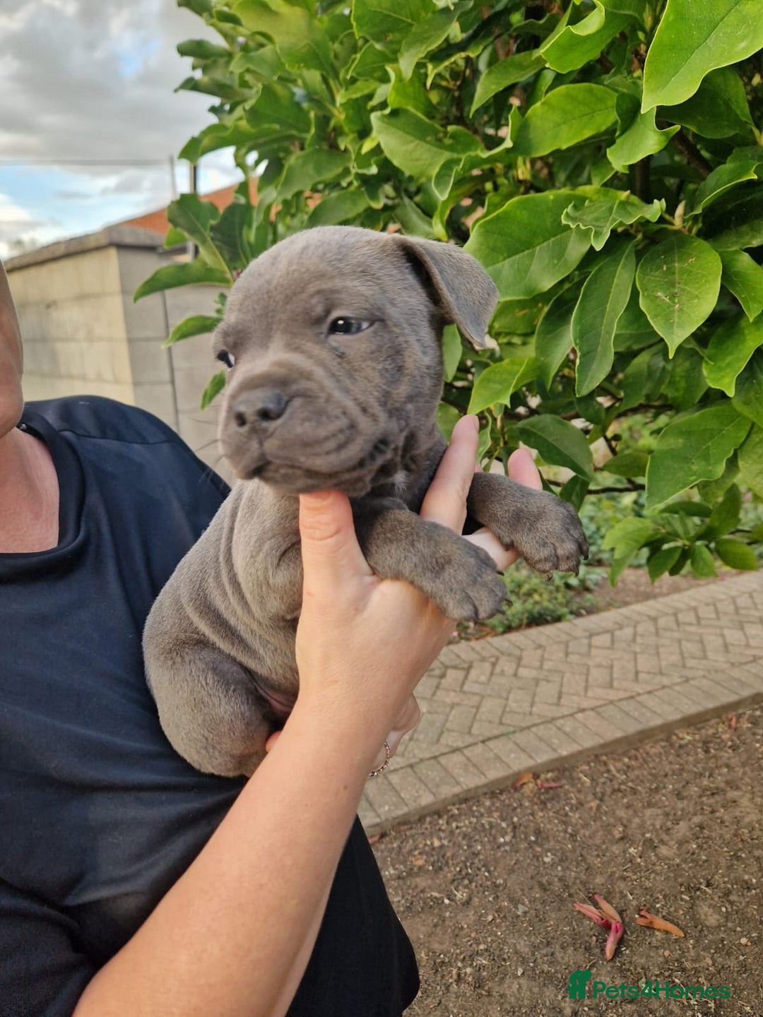 Staffordshire Bull Terrier dogs for sale: Blue Staffordshire puppies - Image 3