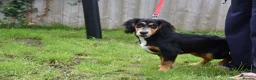 Cocker Spaniel dogs for sale: 5 Months Old Male Working Cocker KC Reg - Advert 30