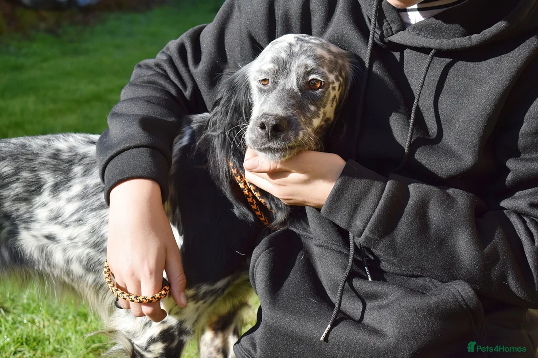 English Setter dogs for adoption: Beltz - Advert 6