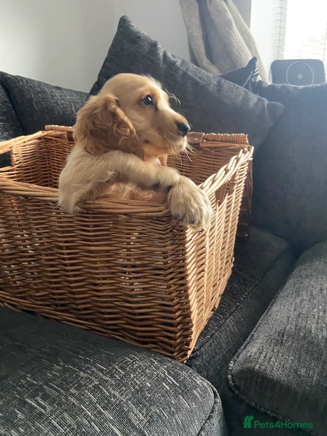 Cocker Spaniel dogs for sale: Cocker spaniel puppies  in York - Advert 6