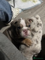 English Bulldog dogs LAST 3 READY NOW DELIVERY NATIONWIDE - Advert 16