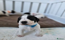 Beagle dogs for sale: BEAGLE X SPANIEL MIX PUPPIES - Image 3